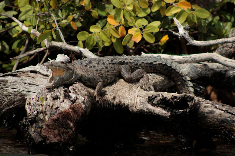 Cancun: Jungle Tour Adventure with Speedboat and Snorkeling.