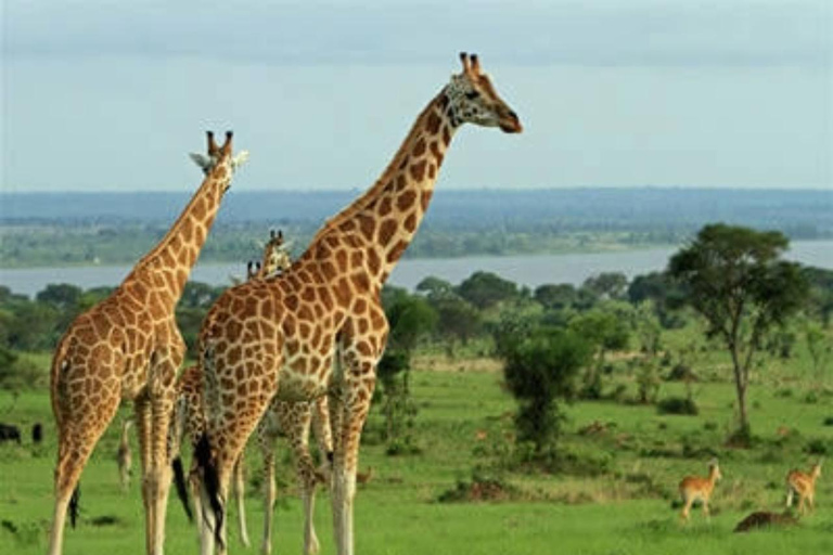 Uganda: 5-Day Safari with Queen Elizabeth & Lake Mburo