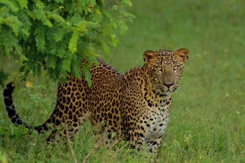 Vanuit Negombo: Dagtocht safari Yala Nationaal ParkVanuit Negombo: Dagtrip Yala Nationaal Park Safari
