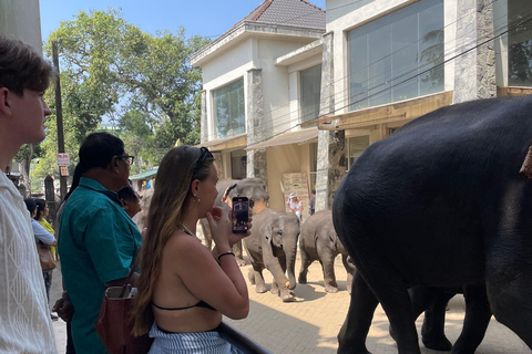 Pinnawala and Kandy Day Tour from Colombo or Negombo Pinna Walla and candy one day tour