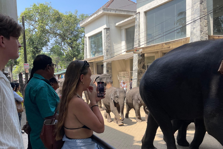 Pinnawala and Kandy Day Tour from Colombo or Negombo Pinna Walla and candy one day tour