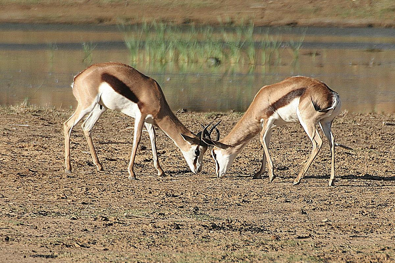4-Day Private Highlights Tour & Overnight Big5 Aquila Safari 4-Day Private Highlights Tour & Overnight Big5 Safari Aquila