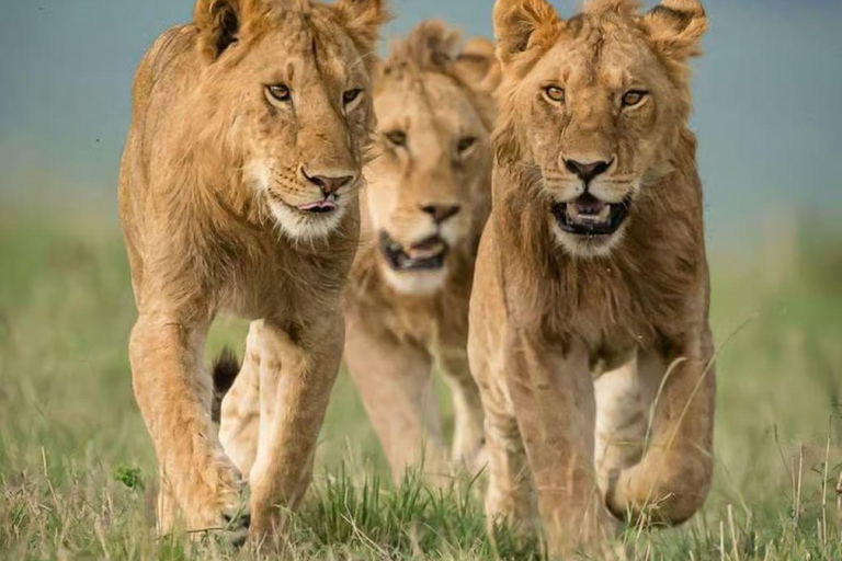 Mara 3-Day Photography Expedition Tour from Nairobi Mara 3-Day Photography Expedition Tour from Nairobi