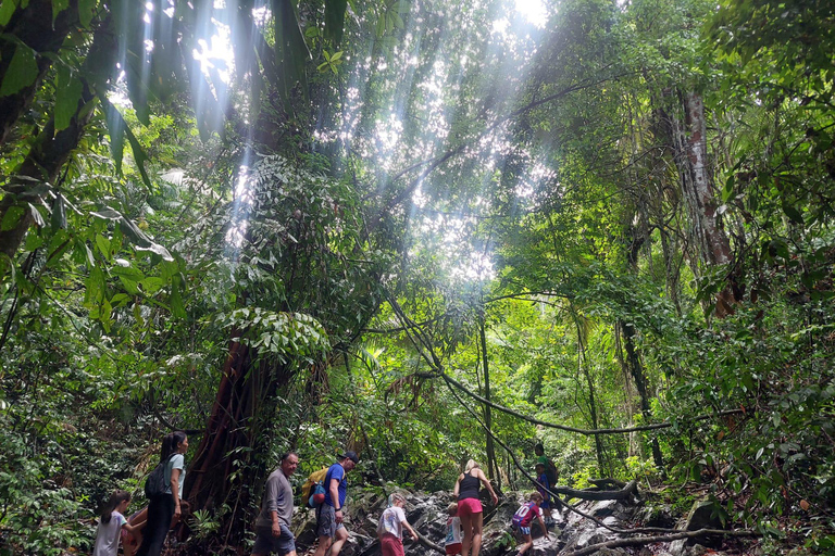 From Phuket: Guided Rainforest Hike with Lunch