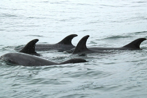 Side: Dolphin Island Boat Trip with Lunch & Swim Stops