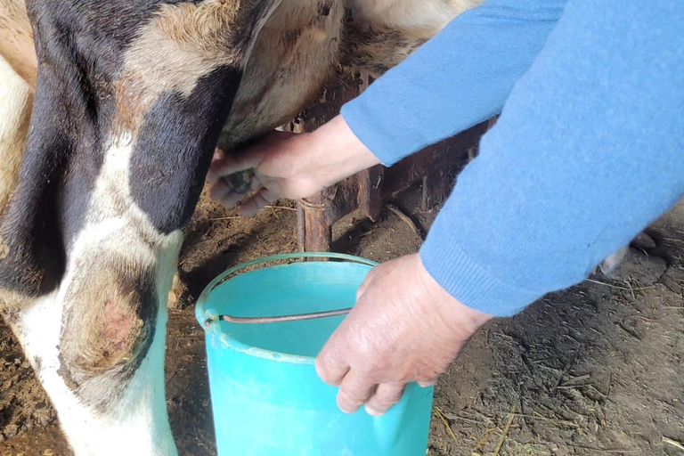 Amalfi: Milk the cows, Make Pasta, Mozzarella and Tiramisù! Private Cooking Class