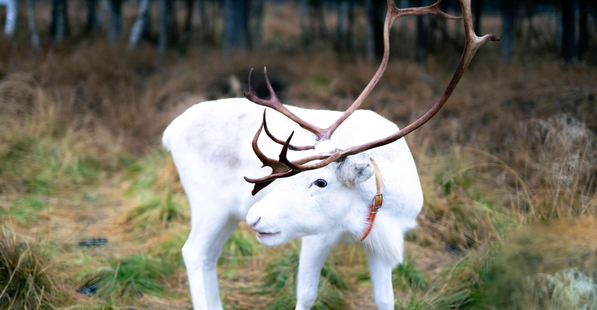 Helsinki reindeer farm visit with photos - Housity