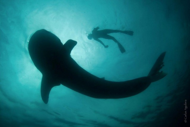 From La Paz: Whale Shark Tour