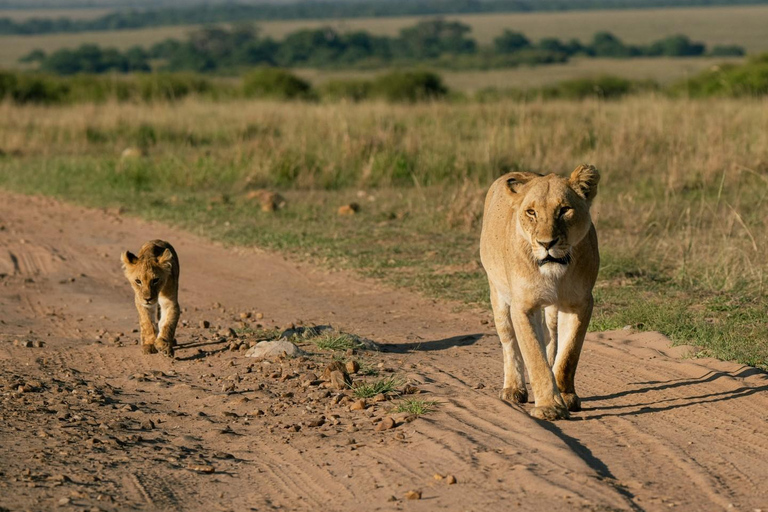 From Nairobi: Lake Nakuru National Park Safari Tour Landcruiser price