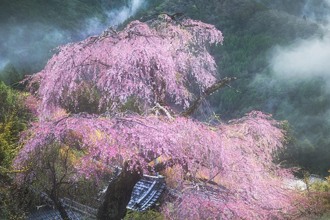 Tokyo: Mt. Fuji & Gotemba Premium Outlets Private Day Tour