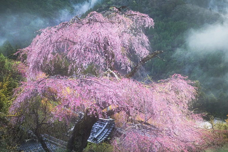 Tokyo: Mt. Fuji & Gotemba Premium Outlets Private Day Tour