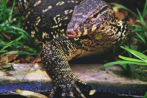 Bentota Paramotoring Adventure with Mangrove River Safari Pick up from Bentota/Ahungalla/Kosgoda/Kalutara/Beruwala