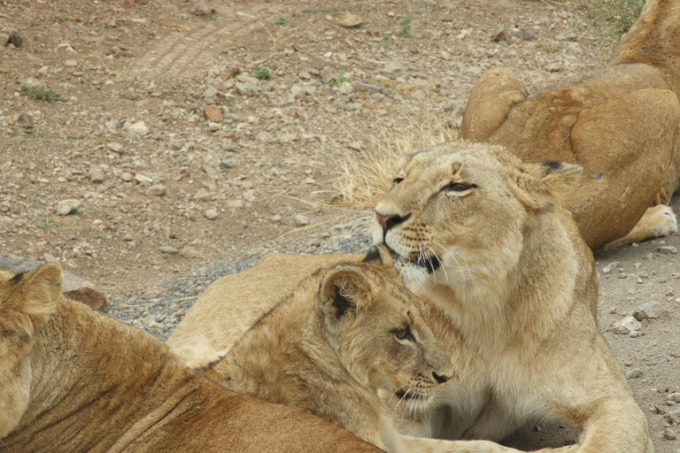 Privéavontuur Nairobi Nationaal Park in 4x4 LandcruiserPrivéavontuur in het Nairobi National Park in een 4x4 Landcruiser