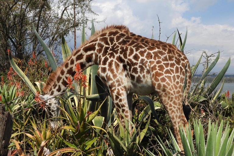 From Nairobi: Hell’s Gate National Park & Lake Naivasha