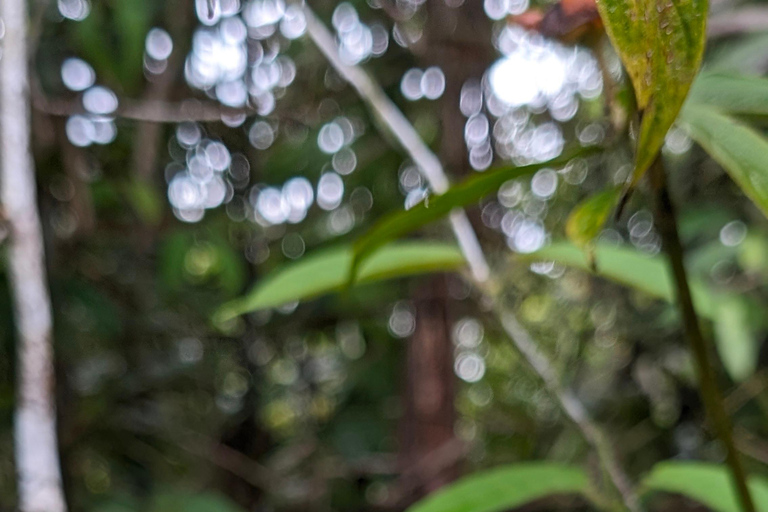Panamá; San Blas Dos días en la selva todo incluido