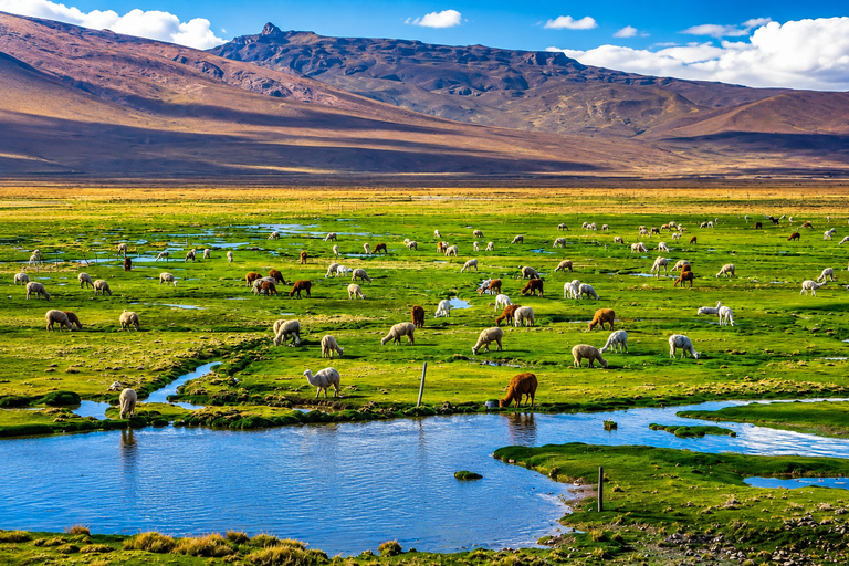 Chivay–Puno: Mystical Journey through the Andes, Apus, Apachetas, and Lagunillas Chivay–Puno: Mystical Journey through the Andes, Apus, Apachetas and Lagunillas