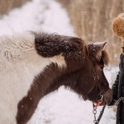 Reykjavik: Icelandic Horse Ride in Lava Fields – All Levels