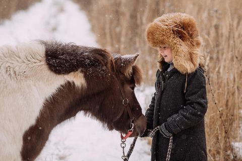 Reykjavik: Icelandic Horse Ride in Lava Fields – All Levels