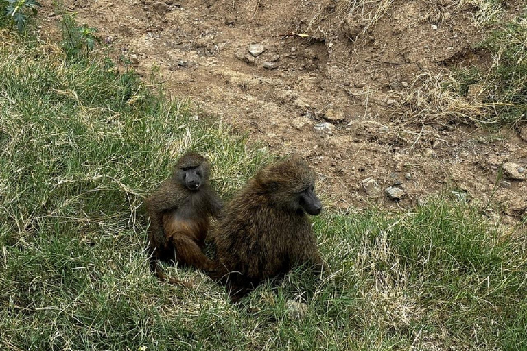 Da Nairobi: escursione al Parco Nazionale del Lago NakuruEscursione al Parco Nazionale del Lago Nakuru senza biglietto d&#039;ingresso