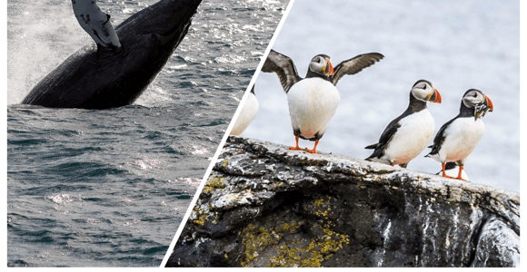 Reykjavik: Whale Watching and Puffin Excursion