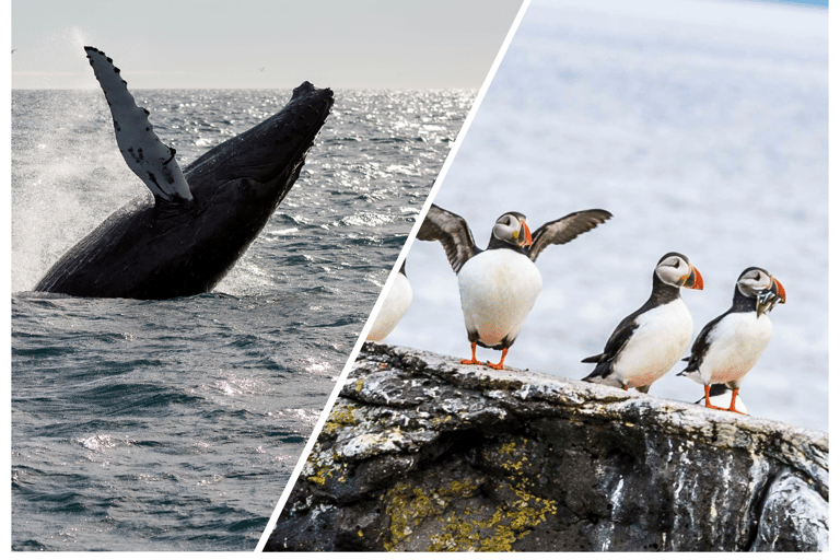 Reykjavik: Excursão para observação de baleias e puffins