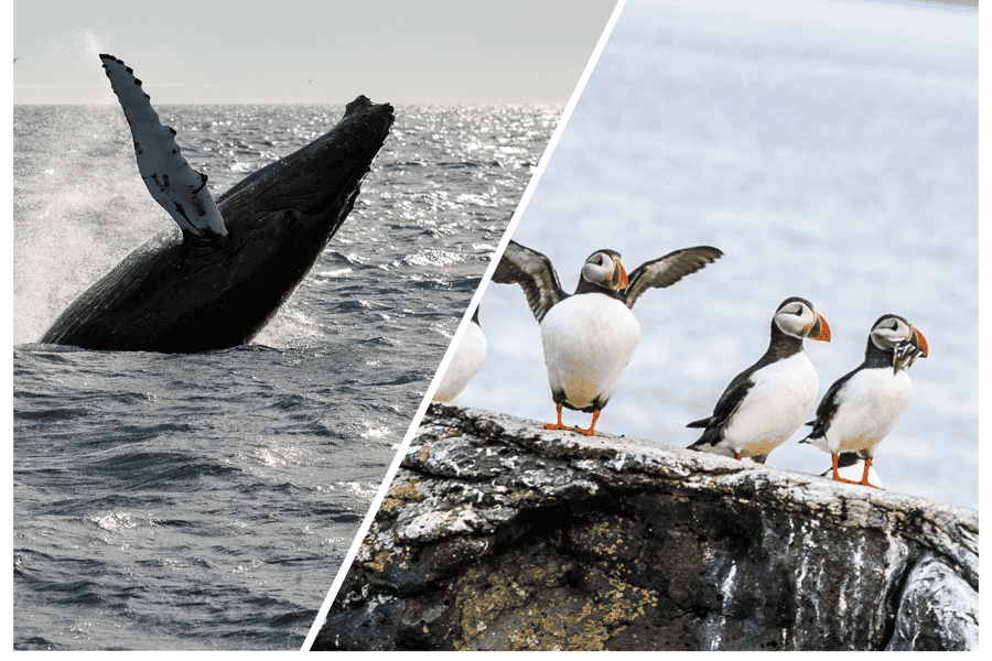 Reykjavik: Walbeobachtung und Papageientaucher-Ausflug. Foto: GetYourGuide
