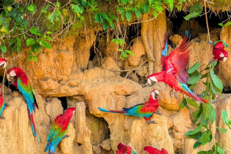 From Puerto Maldonado: Chuncho Macaw Clay Lick Day Tour