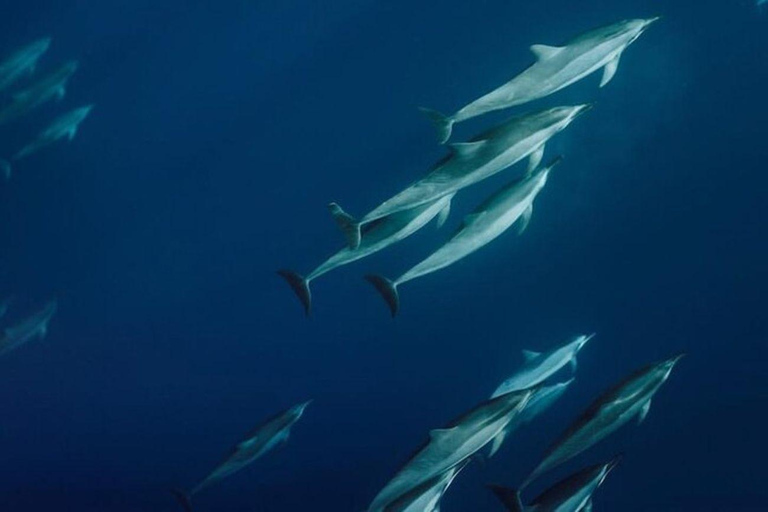 Lahaina: Humpback Whale Watching Cruise