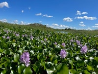 90 minutes de croisière Everglades - Hizvo