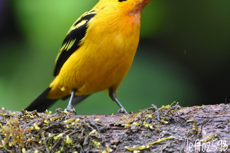 Mindo : &quot;Oiseaux, chocolat/café et chutes d&#039;eau&quot;.