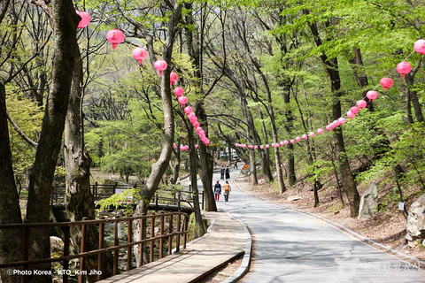 Seúl: Excursión de un día por la floración de los cerezos de primavera en CoreaGwangyangMaehwa y Jeonju desde la salida 8 de la calle Hongdae