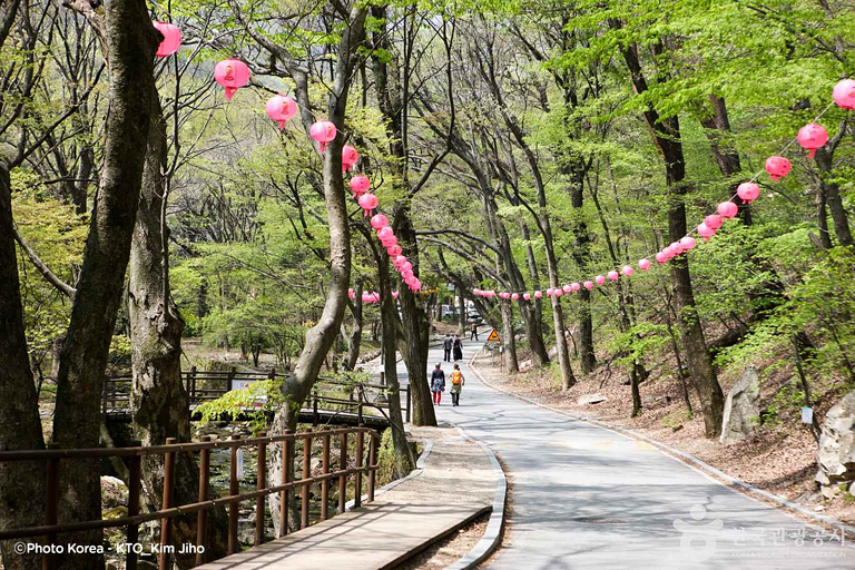 Seúl: Excursión de un día por la floración de los cerezos de primavera en CoreaGwangyangMaehwa y Jeonju desde la salida 8 de la calle Hongdae