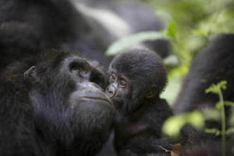 Uganda: 9-dagars mellanklass safari med vilda djur, schimpanser och gorillor