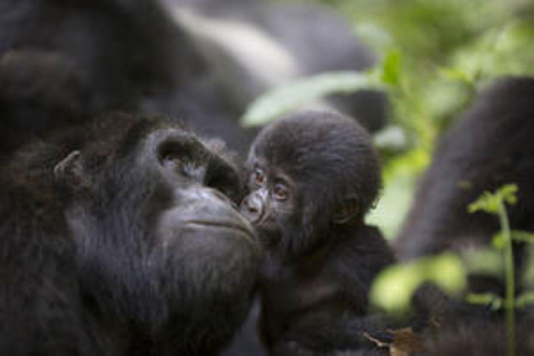 Oeganda: 9-daagse safari met wilde dieren, chimpansees en gorilla&#039;s in het middensegment