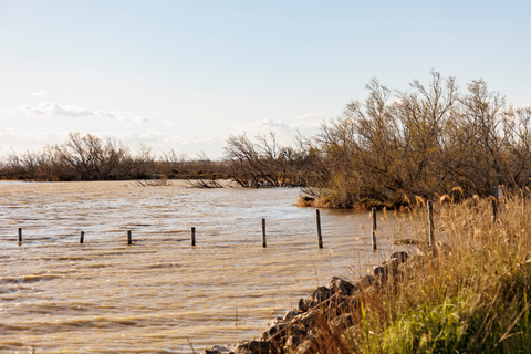 Aigues-Mortes 3H: Discover the secret Camargue in a 4x4 Full-Day