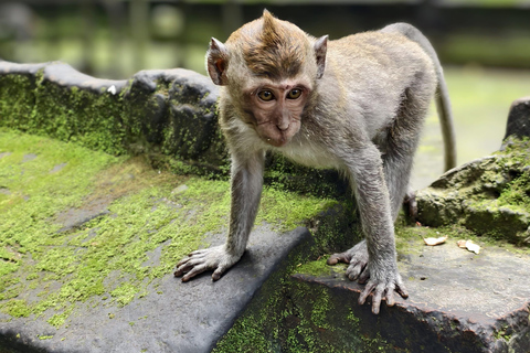 Bali: Private Jungle Swing, Waterfall & Rice Paddy Tour Private Tour with Entrance Fess