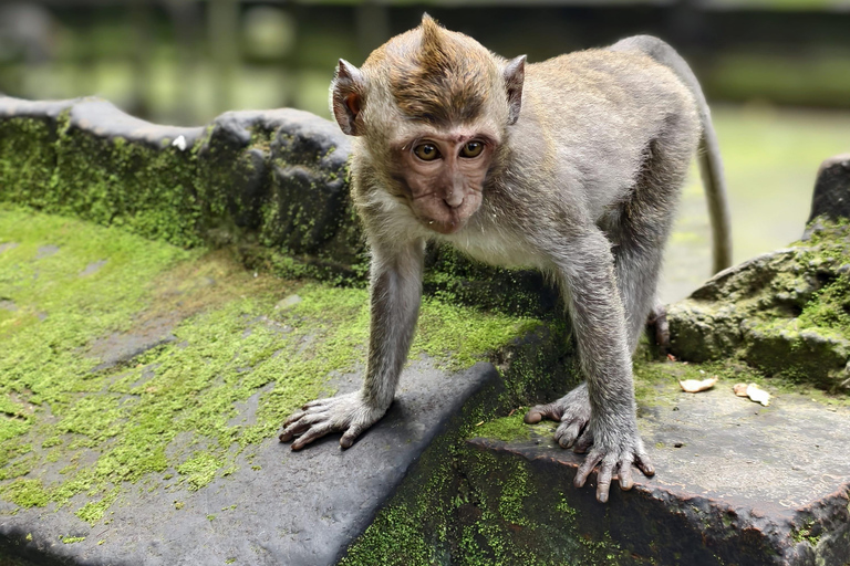 Bali: Private Jungle Swing, Waterfall & Rice Paddy Tour Private Tour with Entrance Fess