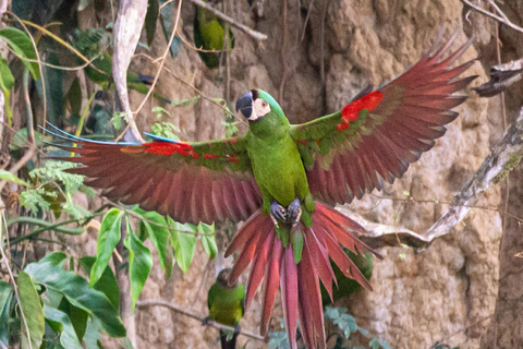 Puerto Maldonado: tour all&#039;alba al Cachuela Parrots Clay LickPuerto Maldonado: tour all&#039;alba con pappagalli cachuela e leccatoi di argilla