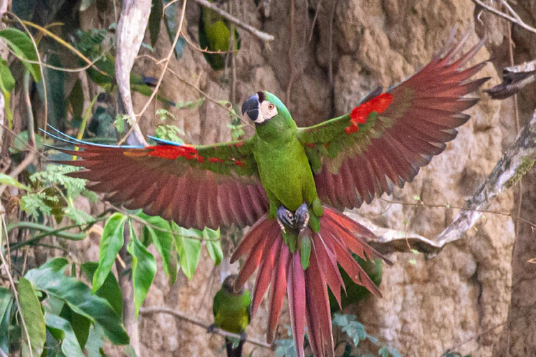 Puerto Maldonado: tour all&#039;alba al Cachuela Parrots Clay LickPuerto Maldonado: tour all&#039;alba con pappagalli cachuela e leccatoi di argilla
