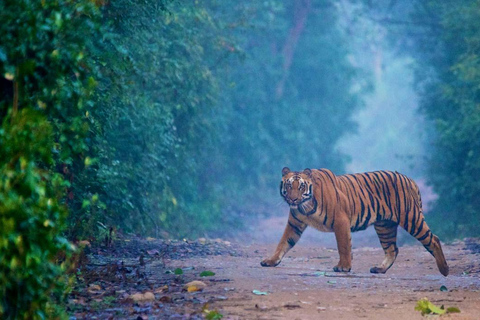 Safari nel Triangolo d&#039;Oro e a Jim Corbett: Un&#039;avventura di 5 giorniTour senza alloggio