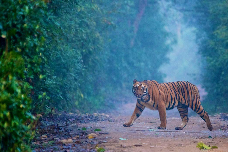 Safari nel Triangolo d&#039;Oro e a Jim Corbett: Un&#039;avventura di 5 giorniTour senza alloggio