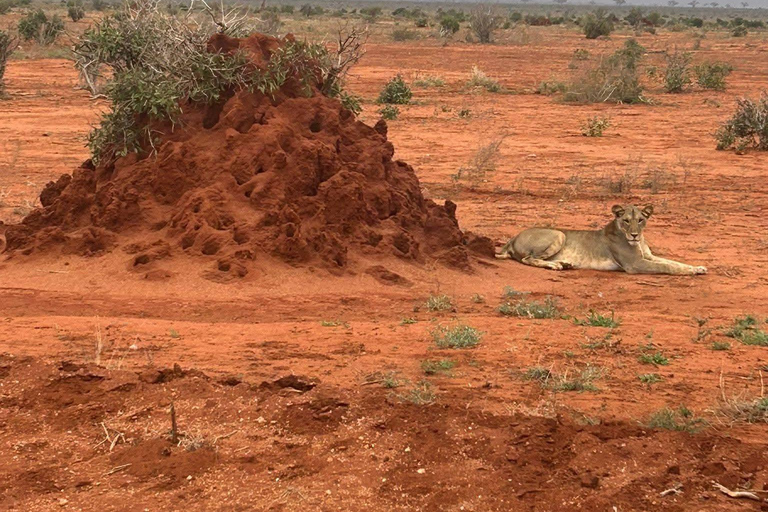 Mombasa: 3-Day Tsavo East/West & Kilimanjaro Views Safari