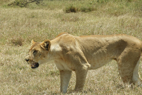 Private Nairobi National Park Drive in 4*4 landcruiser