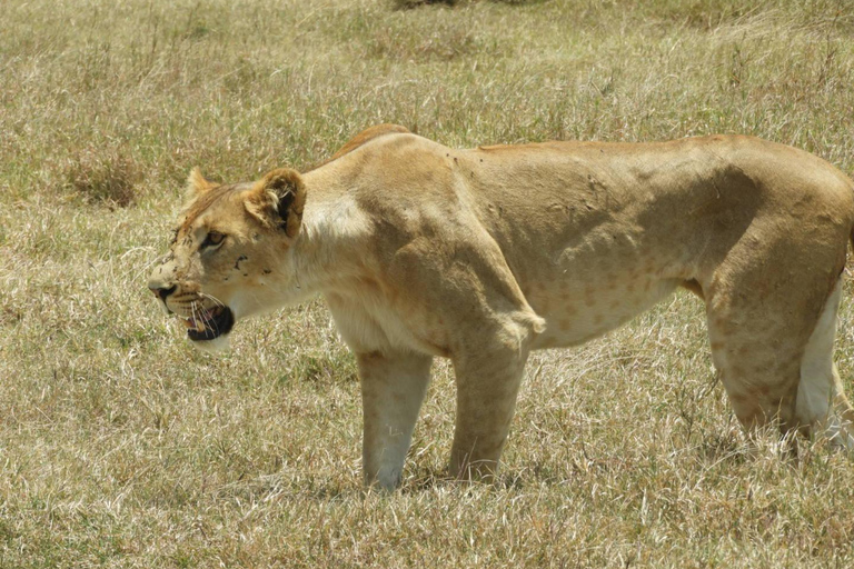 Private Nairobi National Park Drive in 4*4 landcruiser