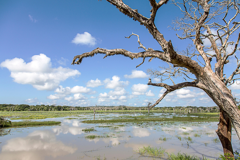 From Tangalle/Hiriketiya: Shuttle to Ella with Yala Safari