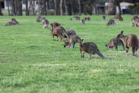 5 Days 4 Nights: Melbourne Package tour