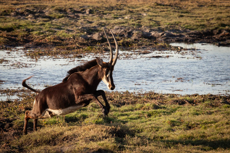 Excursión de un día a Chobe desde las cataratas Victoria