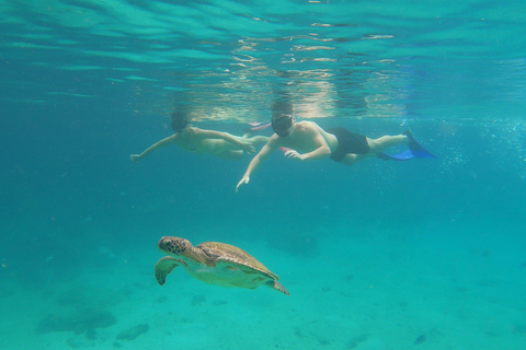 Plongée en apnée avec des tortues dans leur habitat naturel