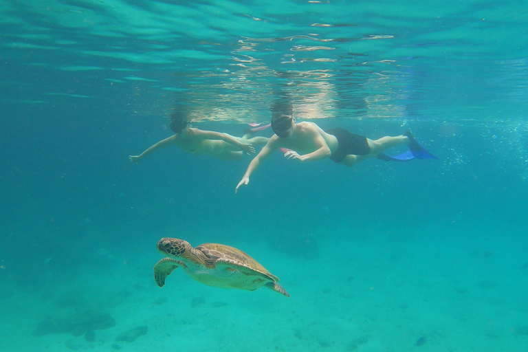 Fai snorkeling con le tartarughe nel loro habitat naturale