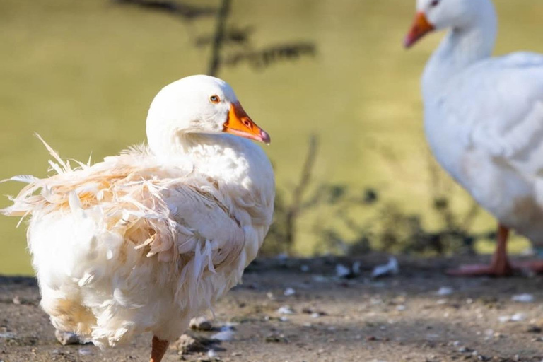 Tirana: Communist History, Culture, and Food Tour Spanish speaking private group